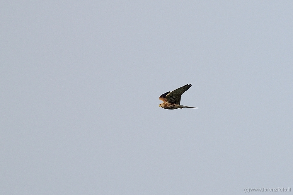 25194 Falco subbuteo (Lodolaio).jpg